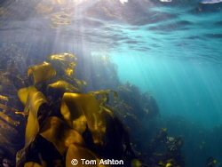 Sun rays on a cold February day. 
First snorkelling trip... by Tom Ashton 